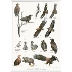 Poster Eagles A2 