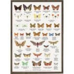 Poster Butterflies A2