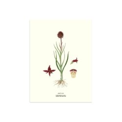 Poster Jämtland black vanilla orchid 30x40