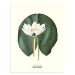 Poster White Water Lily 30x40