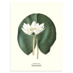 Poster White Water Lily 30x40