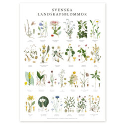 Poster Landscape Flowers 50x70