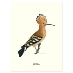 Poster Eurasian Hoopoe 30x40