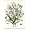 Poster White Butterflies 30x40