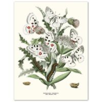 Poster White Butterflies 30x40