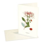 Vikt Kort Vildkaprifol