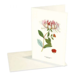 Greeting Card Honeysuckle