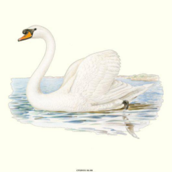 Poster Mute Swan Danish 30x40