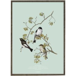 Art Print Pied Flycatcher A2