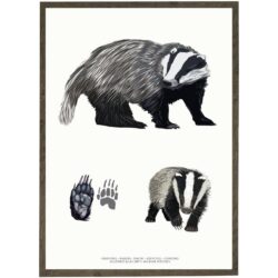 Art Print Badger A4