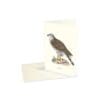 Greeting Card Eurasian Goshawk