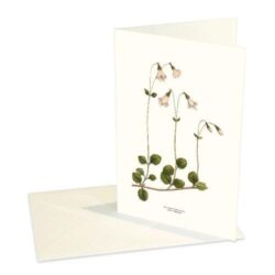 Greeting Card Linnaea Borealis