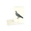 Greeting Card Stock Dove