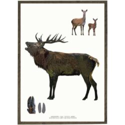 Art Print Red Deer A4