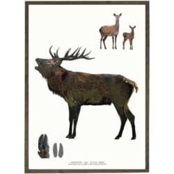 Poster Red Deer A4