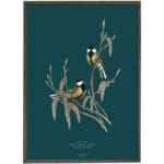 Konsttryck Talgoxe A2