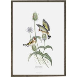 Art Print Goldfinch A2