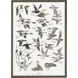 Poster Duck Birds A2