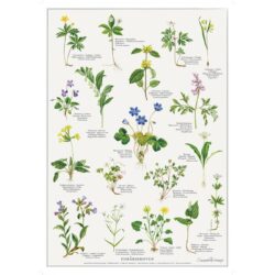 Poster Spring Flowers A2