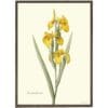 Art Print Yellow Iris A4