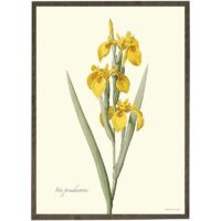 Art Print Yellow Iris A4