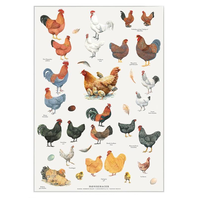 Poster Chicken Breeds A2