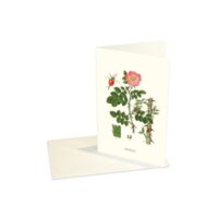 Greeting Card Rose Hip