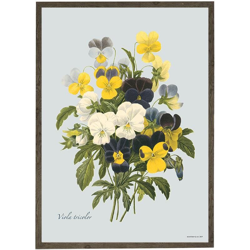 Art Print Pansy A4