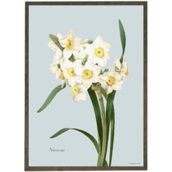 Art Print Daffodil A4