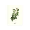 Poster Gotland Common Ivy 30x40