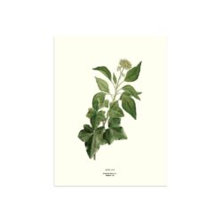 Poster Gotland Common Ivy 30x40