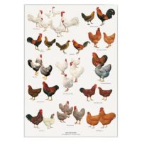 Poster Chicken Breeds A2