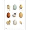 Art Print Eggs Chickens Feather A4