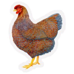 Magnet Wyandotte Chicken