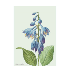 Hosta - Single cards A5