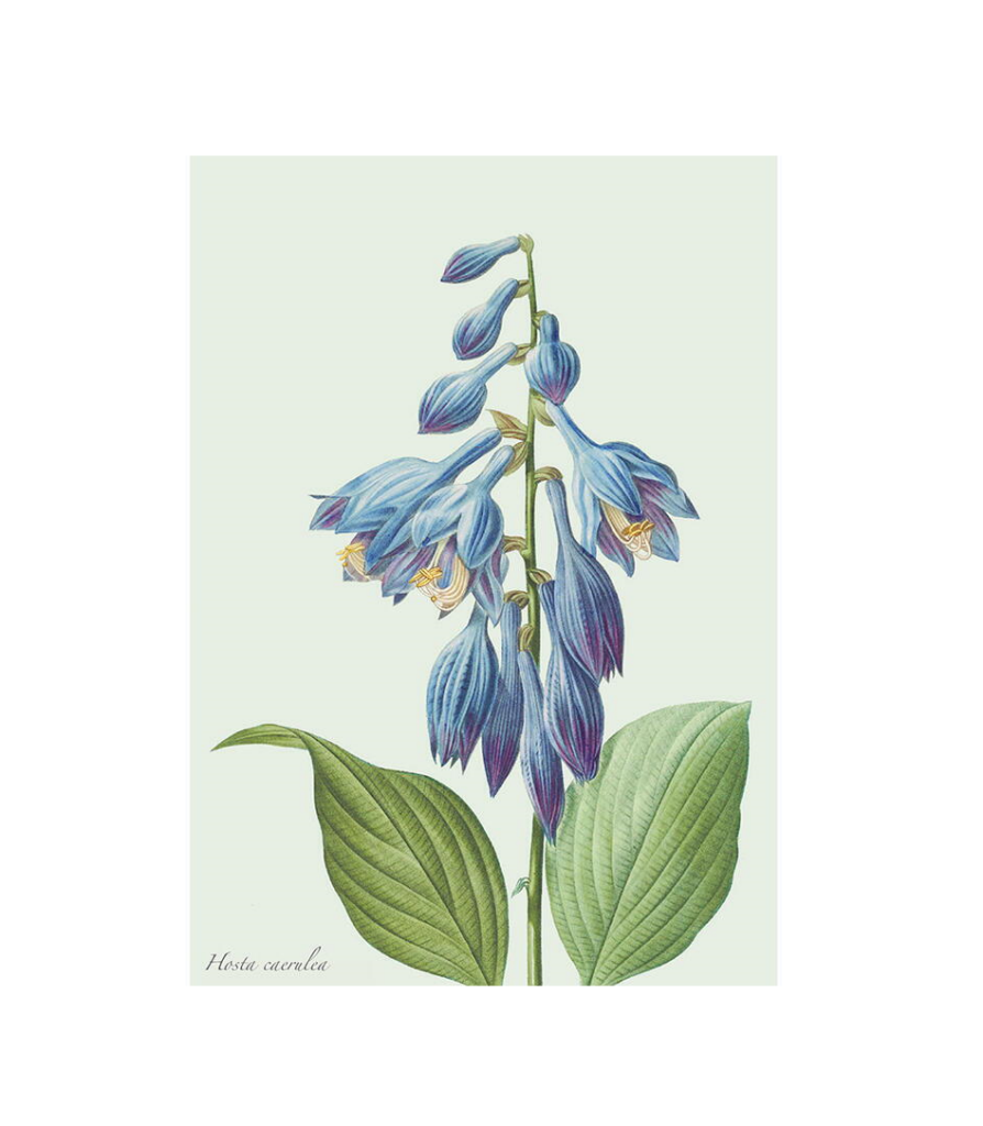 Hosta - Single cards A5