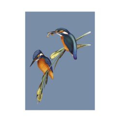 Kingfisher - Single card A5