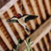 DecoBird Flying Barn Swallow - Image 2