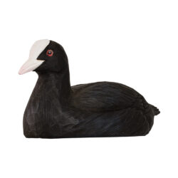 Bottle Opener Eurasian Coot