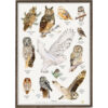 Poster Owls A2