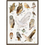 Poster Owls A2