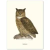 Poster Eagle Owl 30x40cm