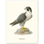 Poster Peregrine Falcon 30x40cm