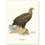 Poster White Tailed Eagle 30x40cm