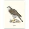 Poster Goshawk 30x40cm