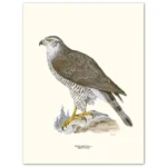 Poster Goshawk 30x40cm