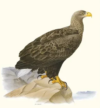 Poster White Tailed Eagle 30x40cm - Image 2