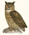 Poster Eagle Owl 30x40cm - Image 2