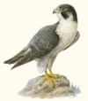Poster Peregrine Falcon 30x40cm - Image 2
