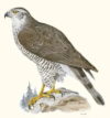 Poster Goshawk 30x40cm - Image 2